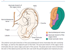 Unlocking the Potential of Auricular Vagus Nerve Stimulation for Neurological Conditions