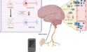 New strategy for Alzheimer’s disease intervention through the brain-gut-microbiota axis