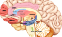 Key Brain Regions Activated by Transcutaneous Vagus Nerve Stimulation (tVNS)
