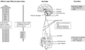 Vagus Nerve Stimulation in IBD Treatment