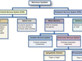 The Link Between Vagus Nerve Stimulation and Complementary-Integrative Medicine for ANS Regulation